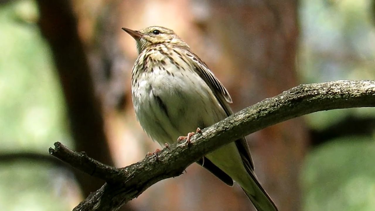Лесной Конек или лесная Шеврица, Tree Pipit