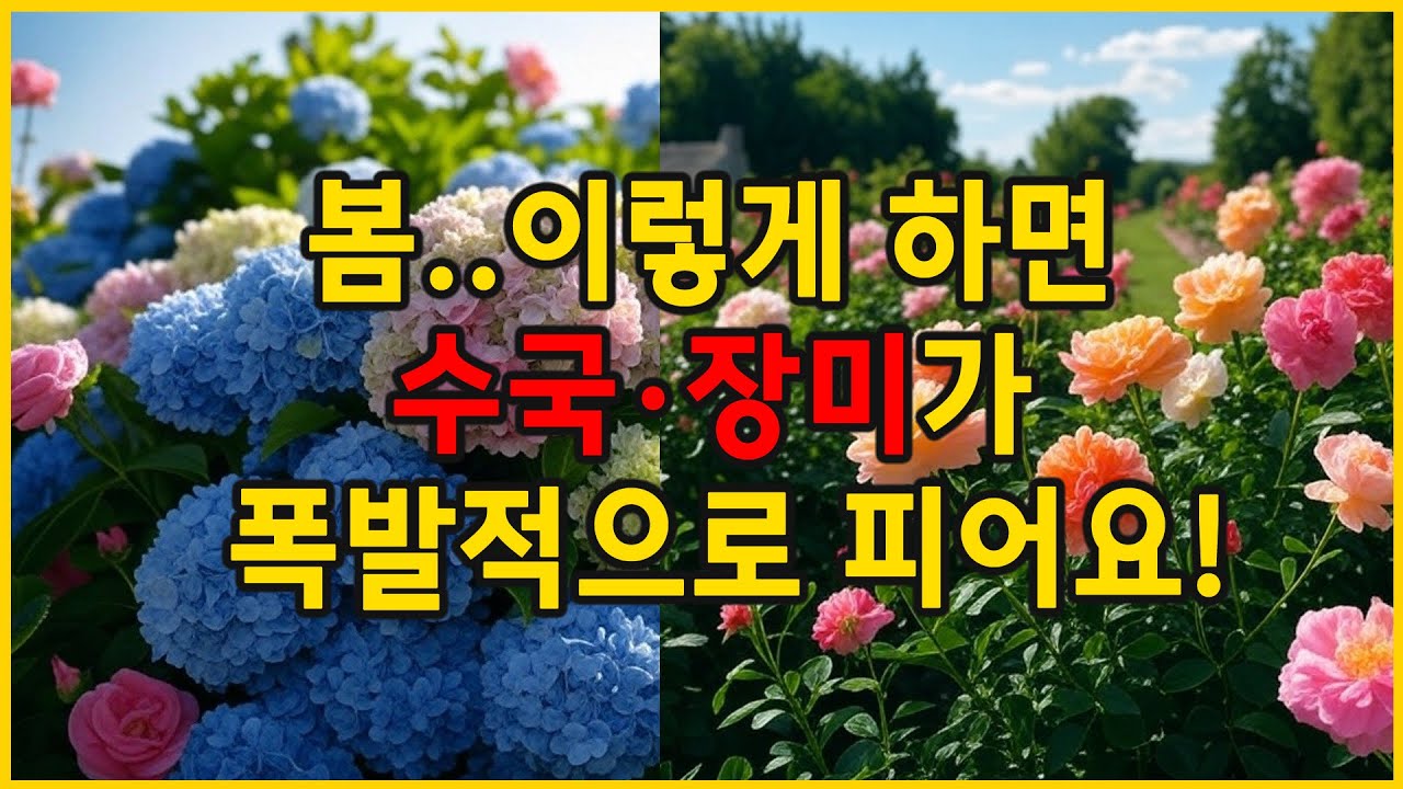 수국&middot;장미 3월 관리, 실패 없이 꽃 피우는 법!/수국&middot;장미 가지치기, 이렇게 하면 완벽해요!
