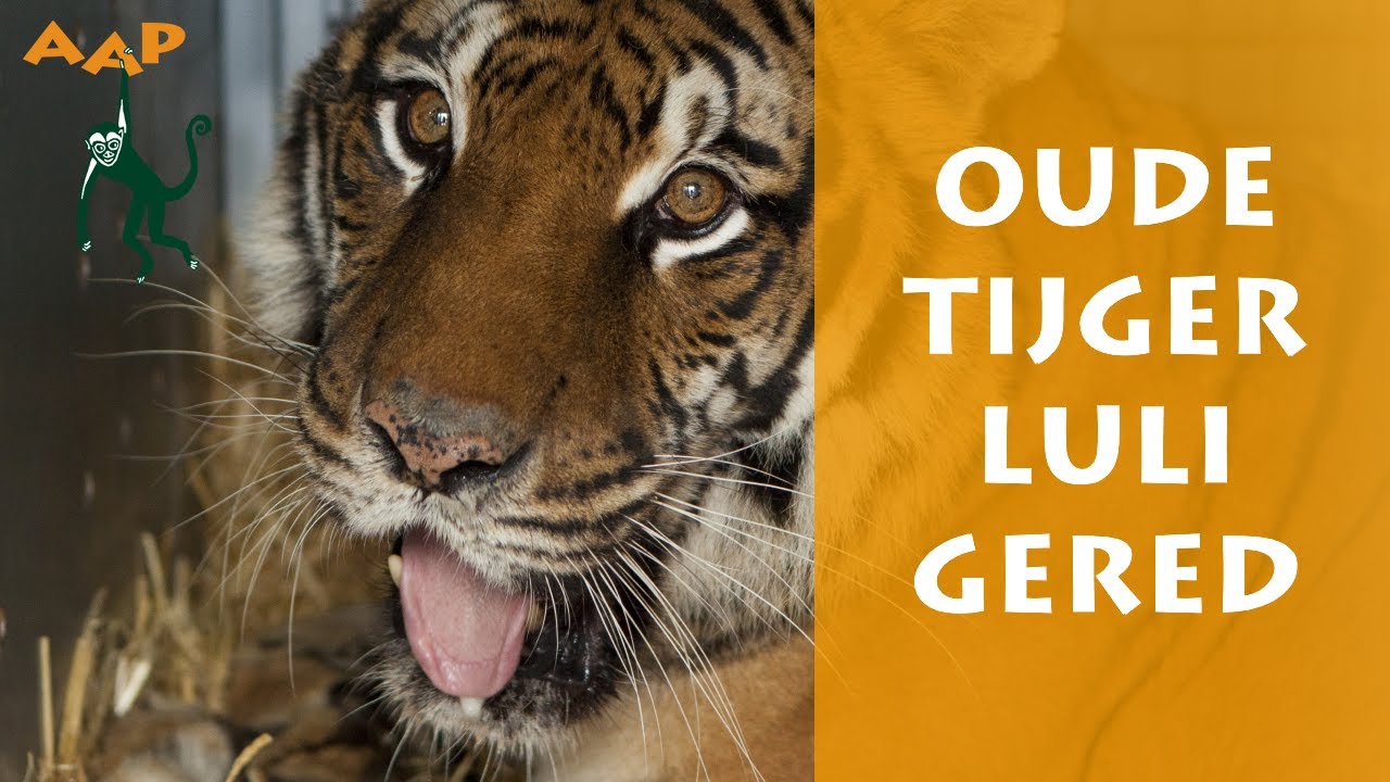 Oude tijgerin Luli opgehaald uit gesloten dierenpark - Stichting AAP