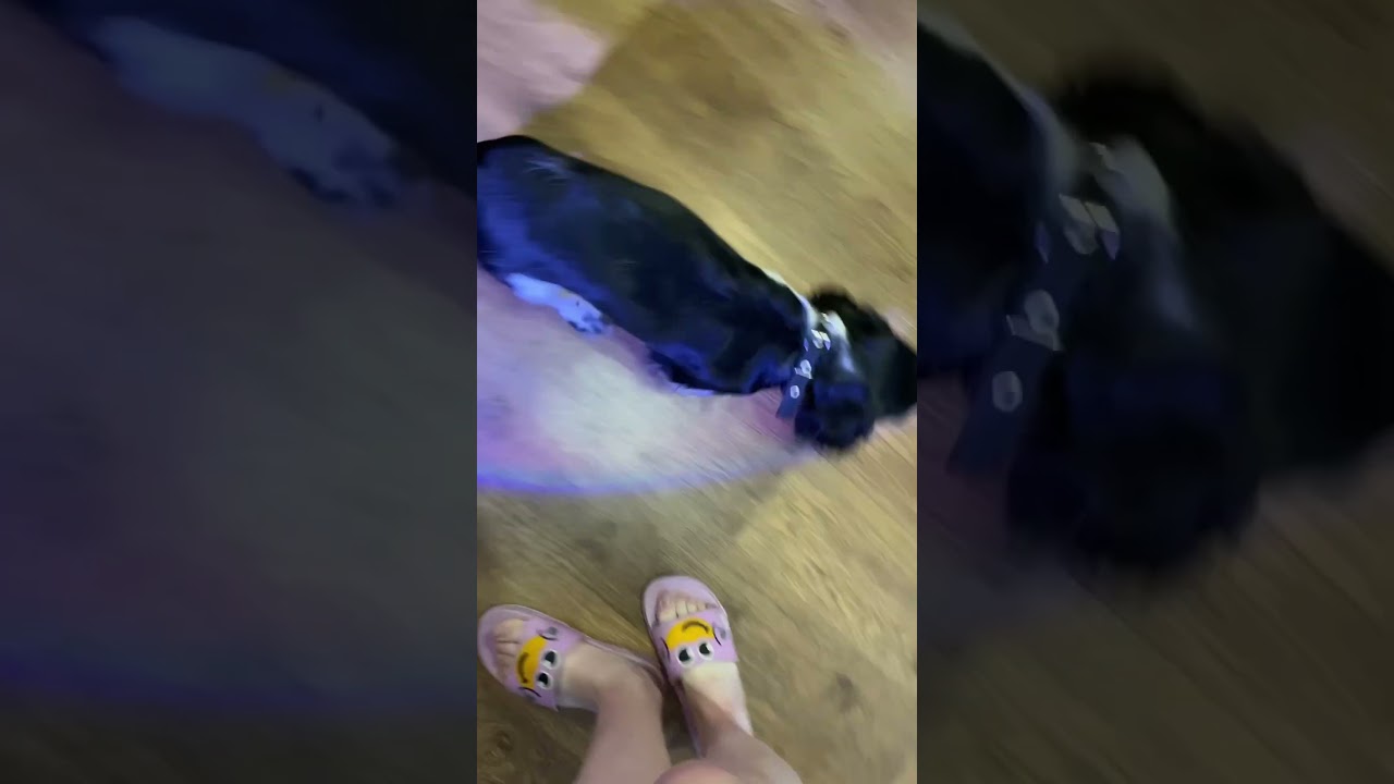 #бим #начинающийютубер #спаниель #щенок #dog #pappu знакомство с Бимой🐾❤️🫶