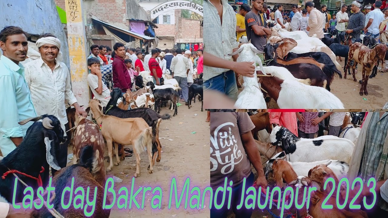 Last day Bakra Mandi Jaunpur 2023