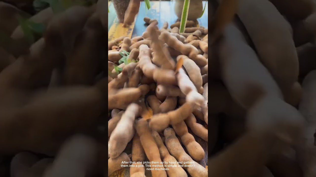 Harvesting Tamarind with a Pole