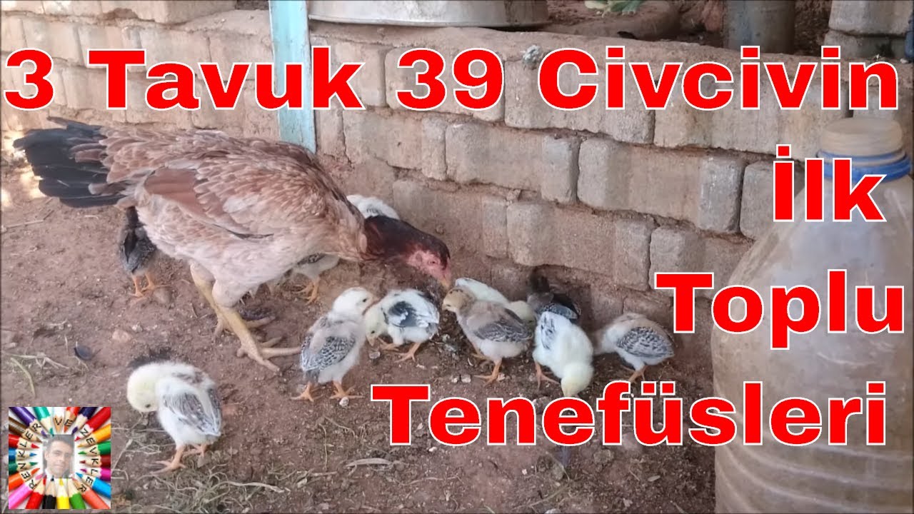 Hint Civcivlerimizin İlk Tenefüsleri (Eğlenceli Civciv Videosu)