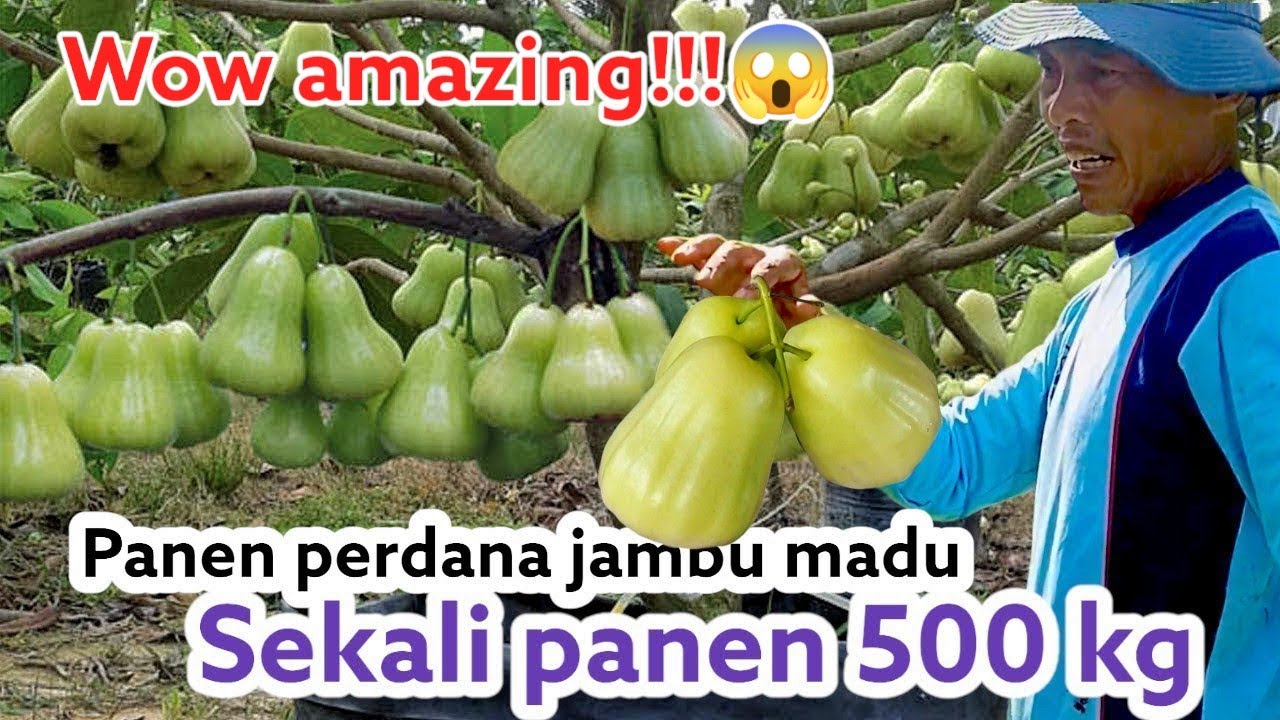 WOW NGERI,,!!! PANEN NYA SAMPAI RATUSAN KILO JAMBU MADU||PANEN RAYA