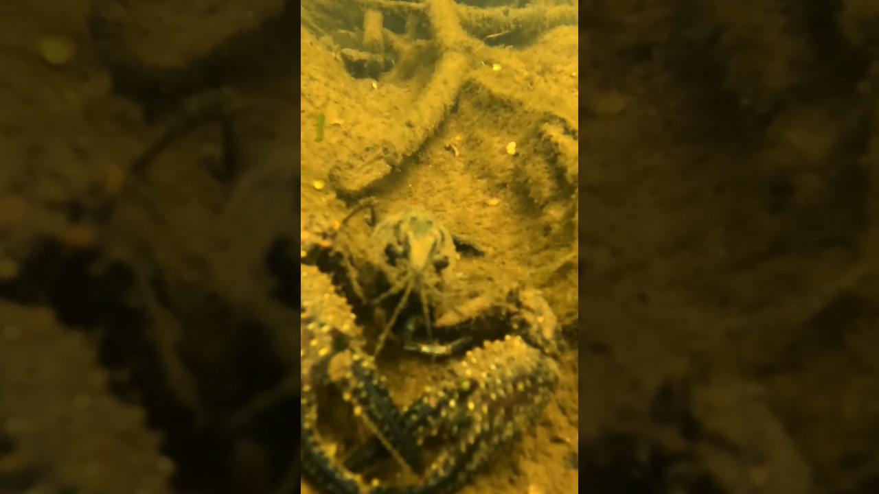 I found a crawfish under water