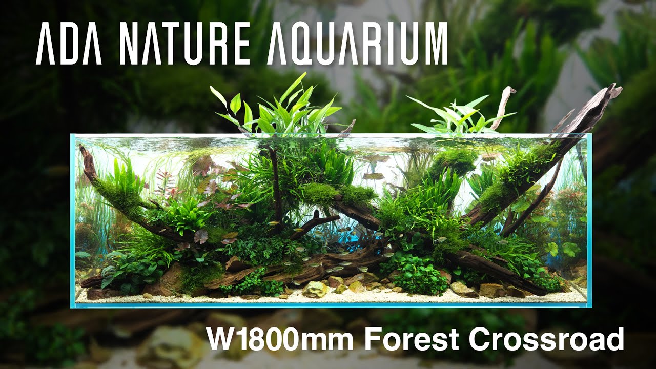 [ADAview] Forest Crossroad 森の交差点 -W1800mm NatureAquarium Layout-【EN/JP Sub.】