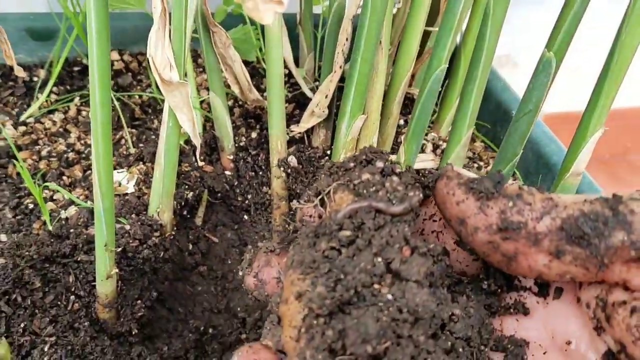 Cosecha de jengibre