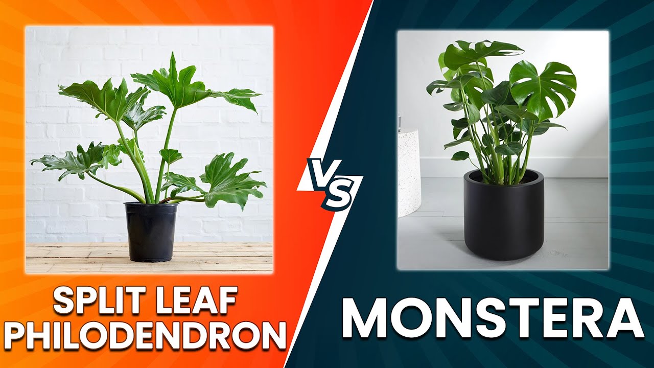 Split Leaf Philodendron vs Monstera: How to Choose the Perfect Plant