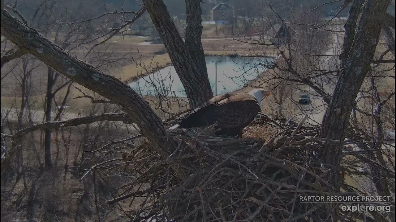 Decorah Eagles 2-13-26 HD fishes the pond, delivers to nest, HM2 quick to grab