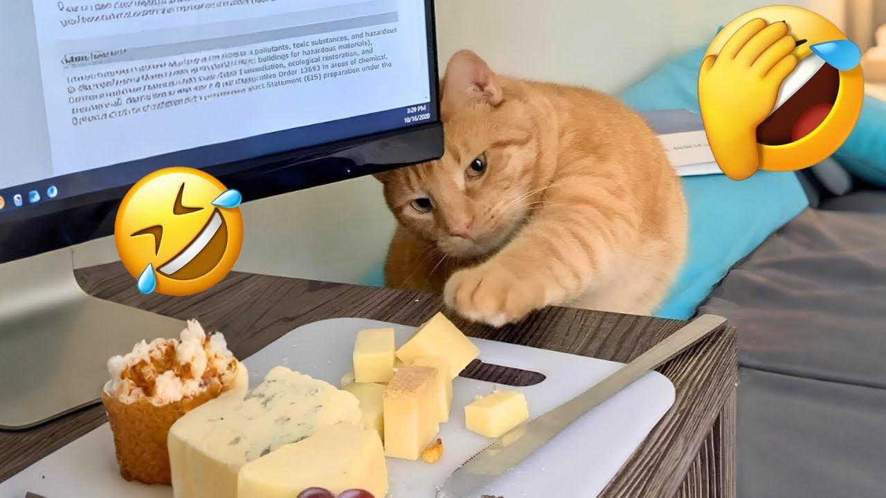 Funniest Cats of 2025 Compilation 🐱 Laughing Out Loud! #12