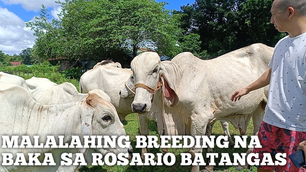BreedFarm ng Malalahing Baka sa Rosario Batangas