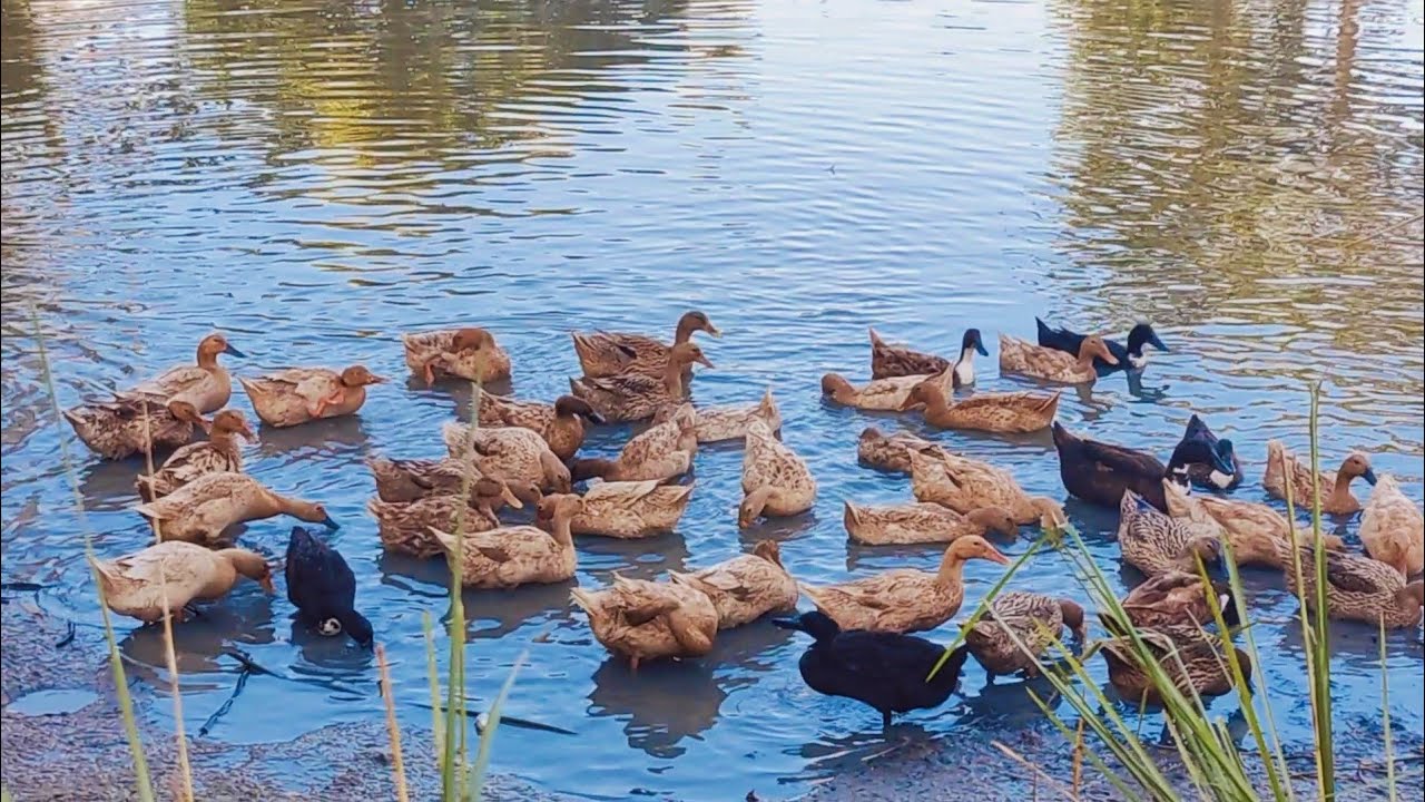 Native duck in the water