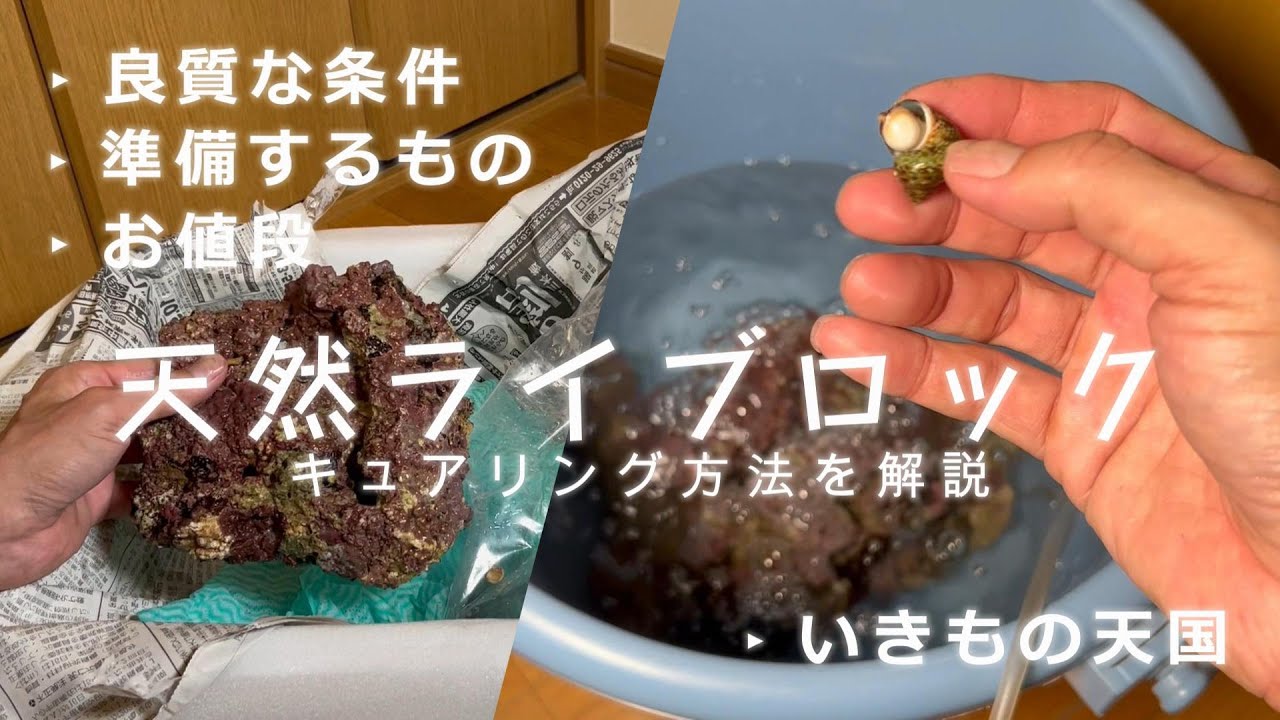 【海水アクアリウム】天然ライブロックのキュアリング方法