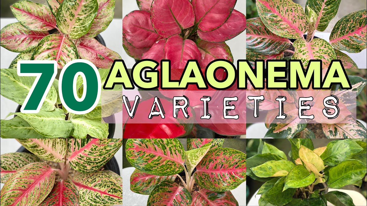 Aglaonema Collection for Beginners | Different Aglaonema Varieties