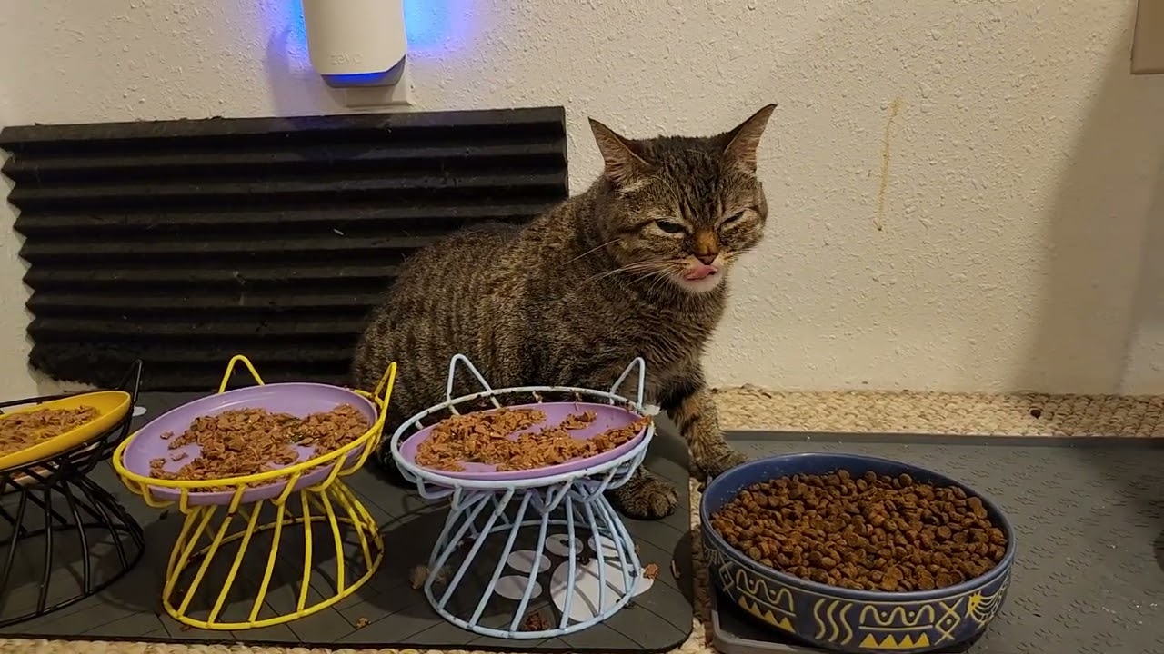 This is Hana, our special needs girl. She is just over 2 years old now..