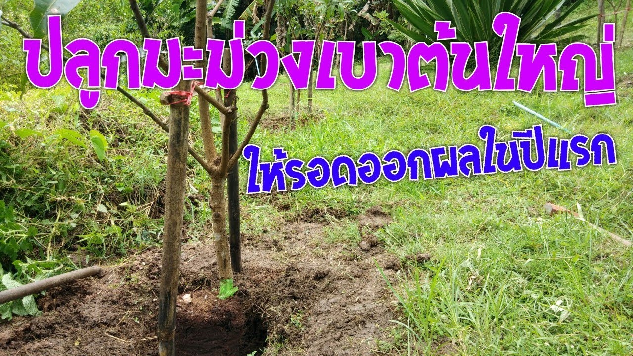 วิธีปลูกมะม่วงเบาต้นใหญ่ๆที่สามารถจะให้ผลได้ในปีแรกเลย l Pai91.5