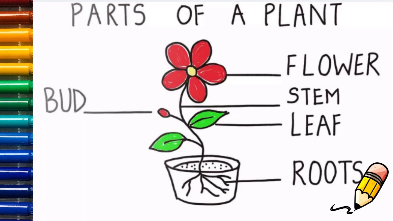 How to draw parts of a plant// drawing parts of a plant with easy step by step video