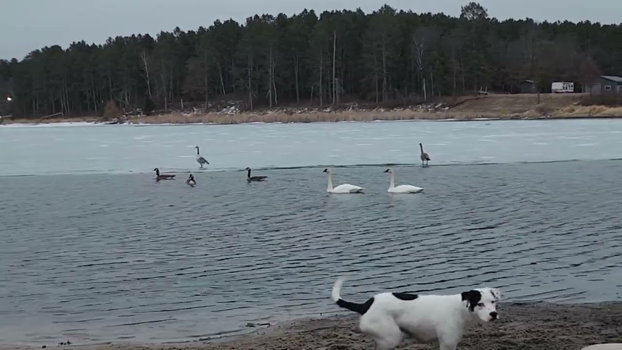 Swans & Geese Come to Beach to Watch Dogs Play | Dogs are Perplexed