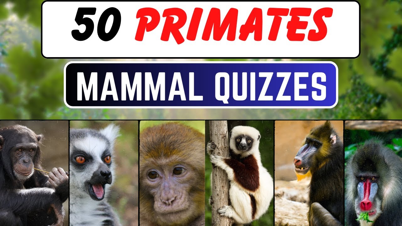 50 Primates Mammal Quizzes || Guess in 10 Sec Each Quiz