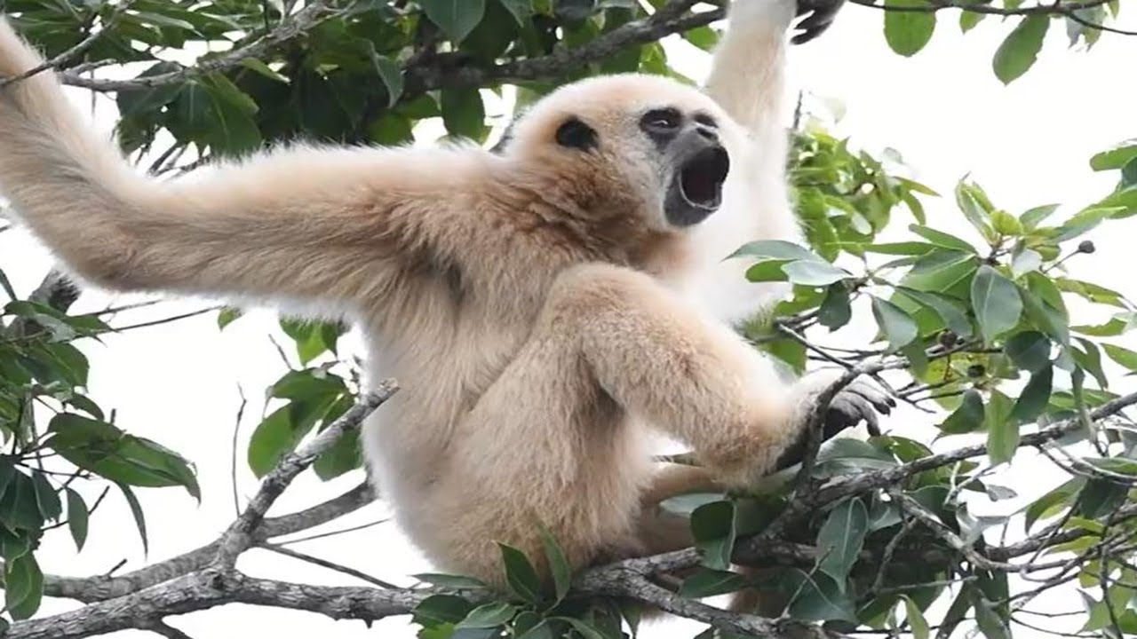 White Handed Gibbon Call