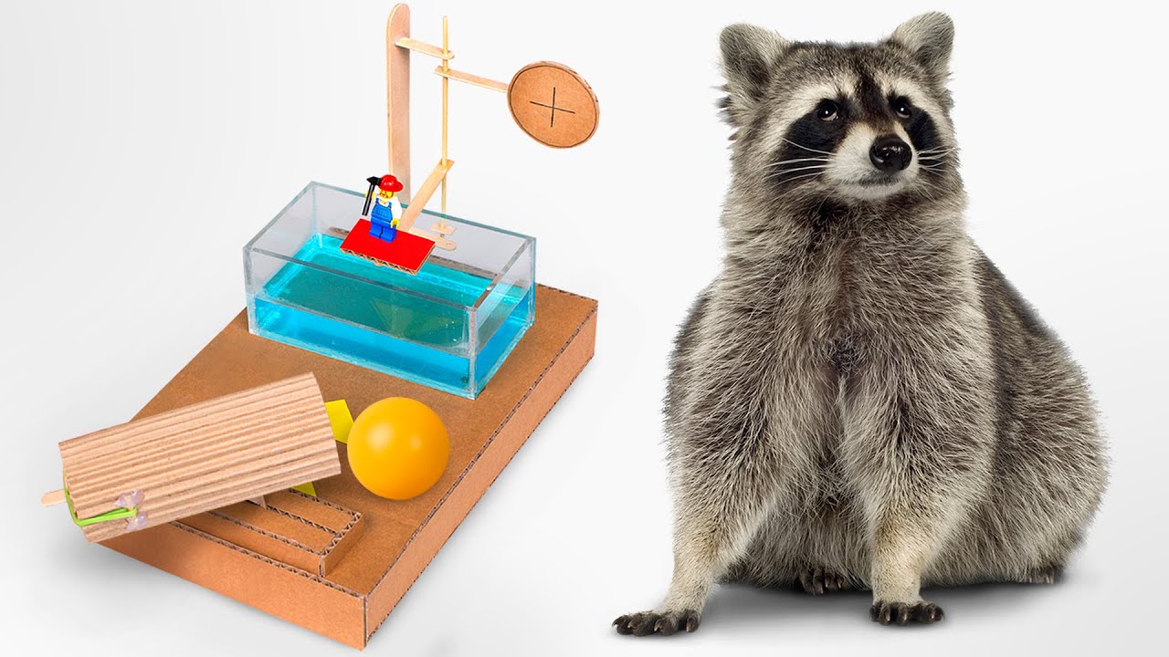 Bermain, Yuk! Apa Rakun Akan Bantu Kami Membuat Game Dunk Tank Baru?