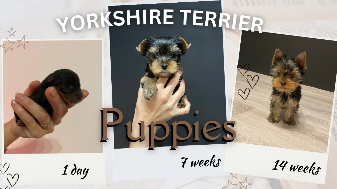 Adorable Yorkshire terrier puppies(growing up from 1 day to 14 weeks)