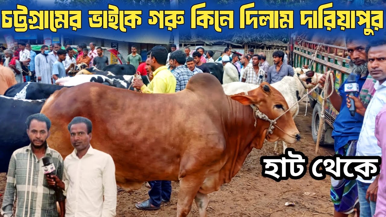 ১৪/৩/২৬| মাংসো উপযোগী গরু গাইবান্ধা জেলার দারিয়াপুর হাট থেকে কম দামে কিনে দিলাম চট্টগ্রামের ভাইকে!