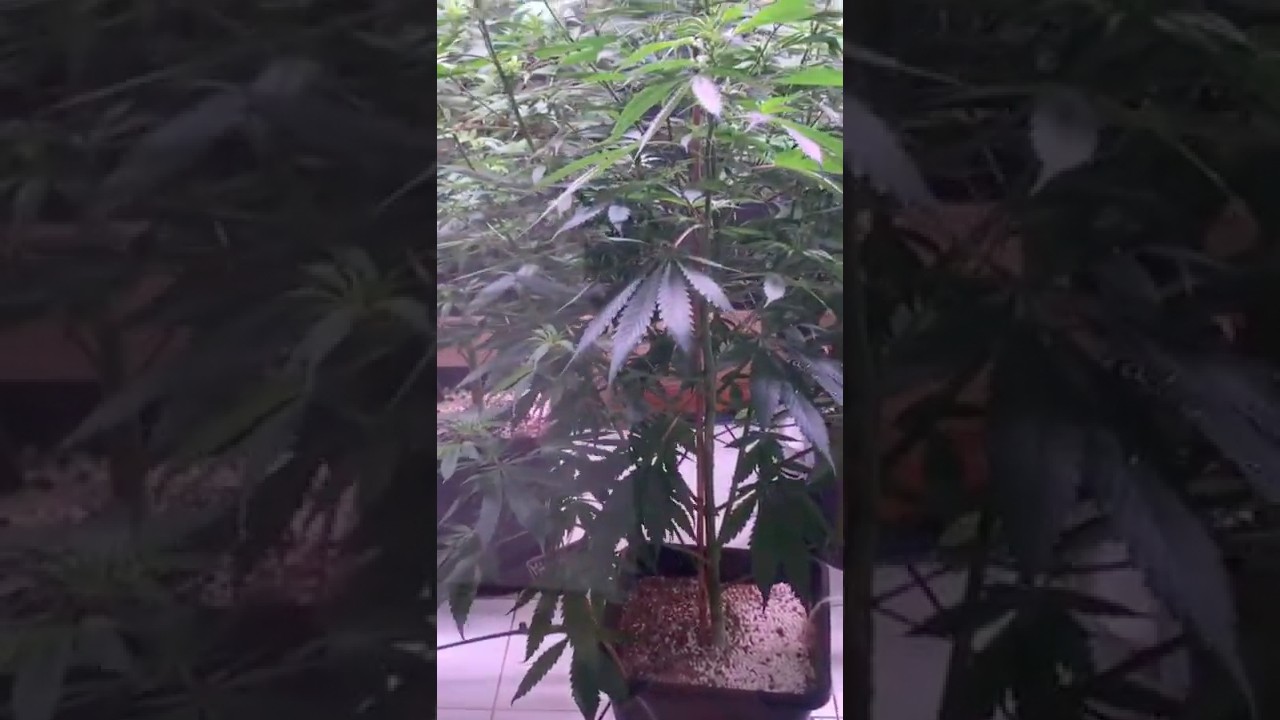 Marijuana museum | Amsterdam￼