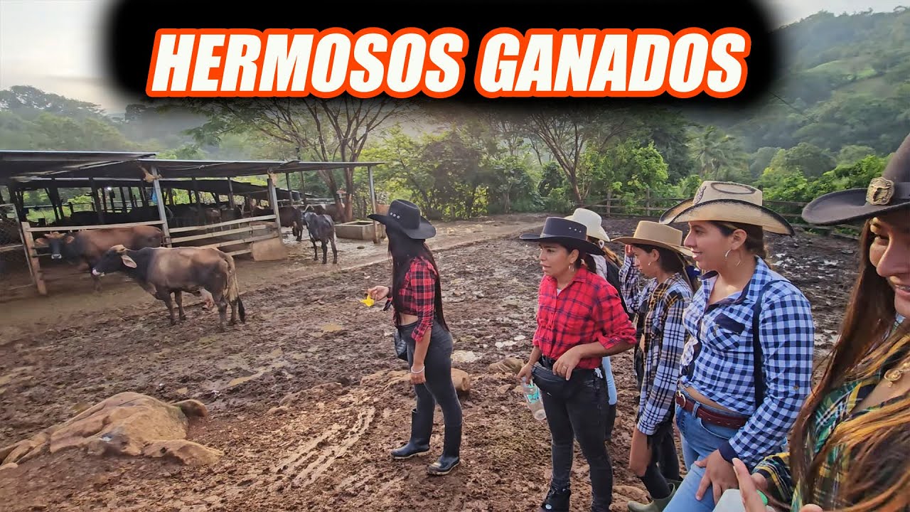 Llegamos a este gran corral de ganado, .