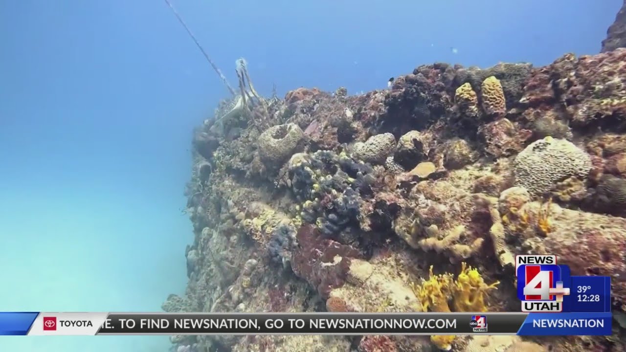 Local nurse braves killer shark to rescue woman in US Virgin Island