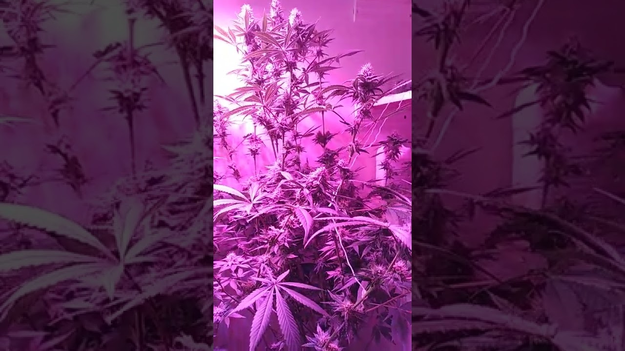 little update on the closet grow