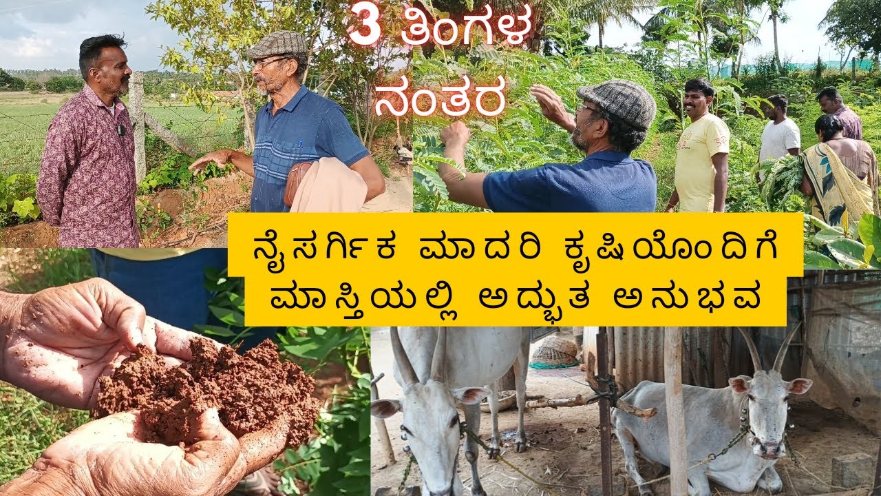 ಕೋಲಾರ ಜಿಲ್ಲೆಯ ಮಾಲೂರು ತಾಲೂಕಿನ ಮಾಸ್ತಿಯಲ್ಲಿ 3 ತಿಂಗಳ ನೈಸರ್ಗಿಕ ಮಾದರಿ ಕೃಷಿ ವಿನ್ಯಾಸ||