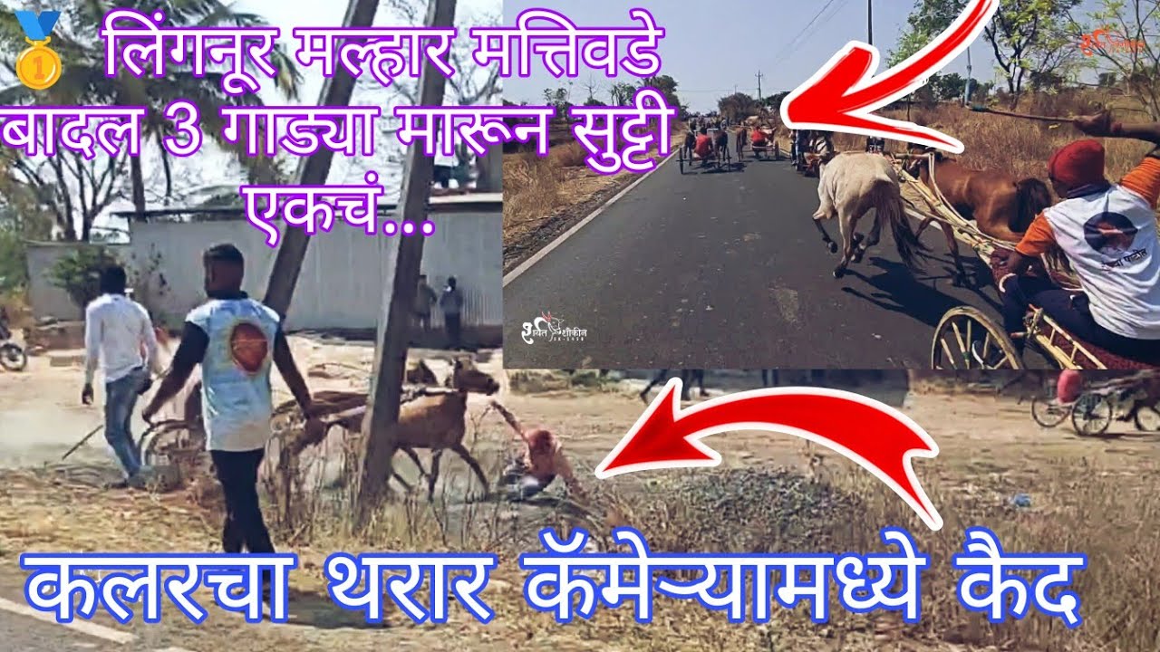 ✨मत्तिवडे नवतर घोडागाडी मैदान कलरचा थरार & 🥇मल्हार & बादल 3 गाड्या मारून सुट्टी एकचं.. #horse