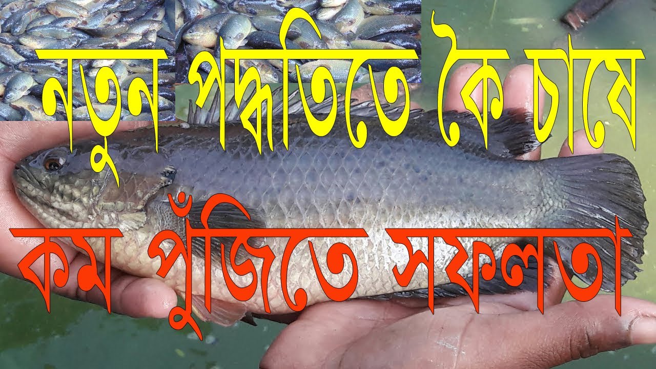 বটম ক্লিন পদ্ধতিতে কৈ মাছ চাষের  সফলতার গল্প Bottom clean system fish farming success story Bangla
