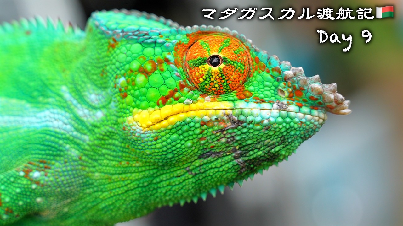 海を渡り、青いカメレオンの島~ノシベ~へ【マダガスカル渡航記Day9🇲🇬】