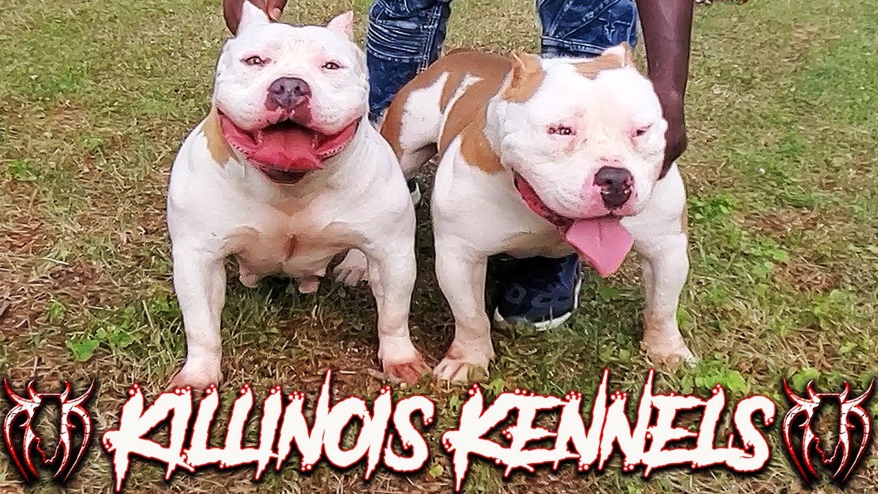 AMERICAN BULLY MOTHER AND SON DUO FROM THE WORLD FAMOUS KILLINOIS KENNELS