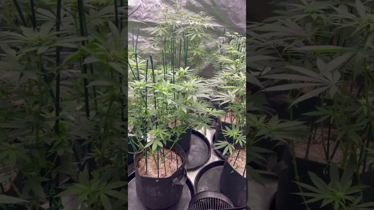 #grow #420 #cannabis #gardeningtips #gardentour #plant #backyardgardening #indoorgardening #diy