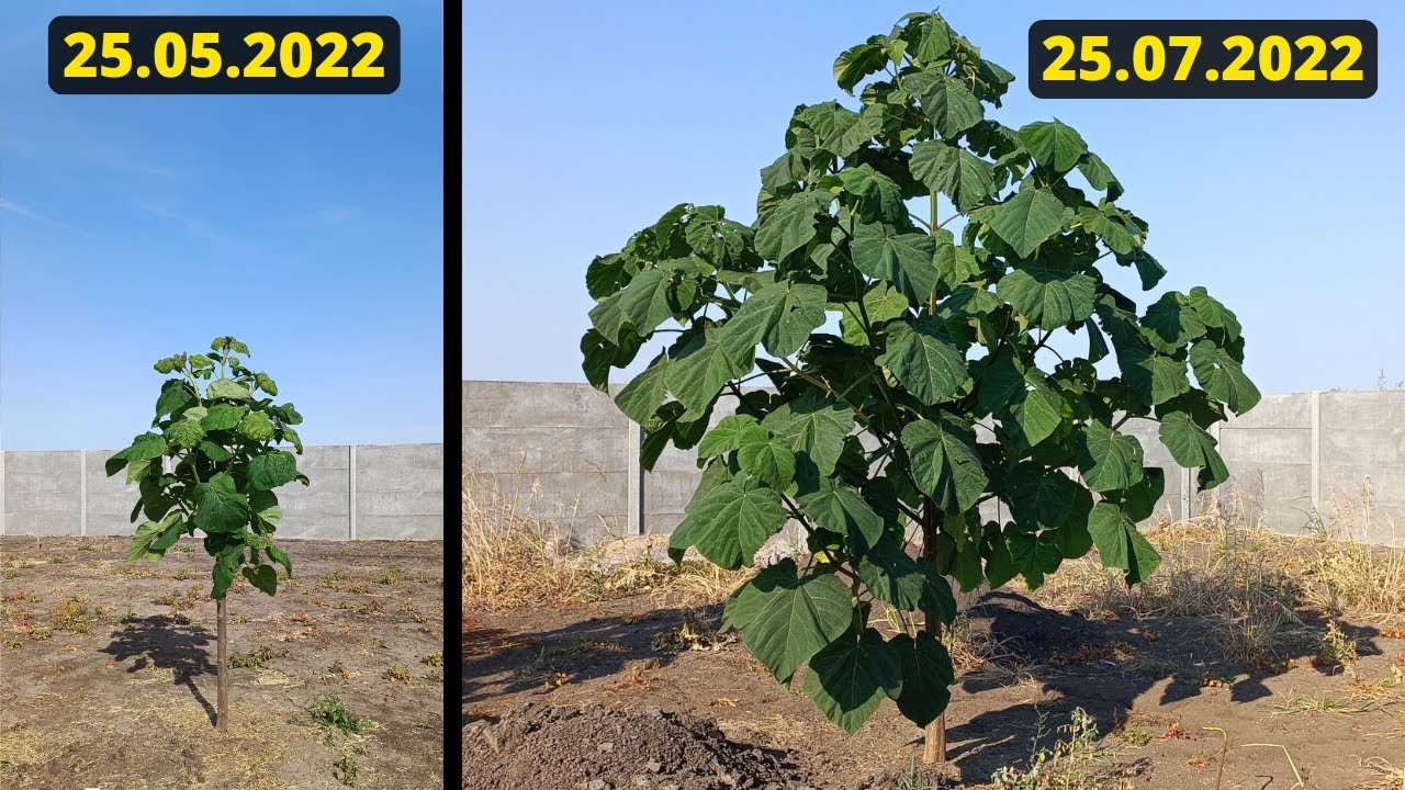 Paulownia | Umbra naturala | Paulownia hibrid 9501
