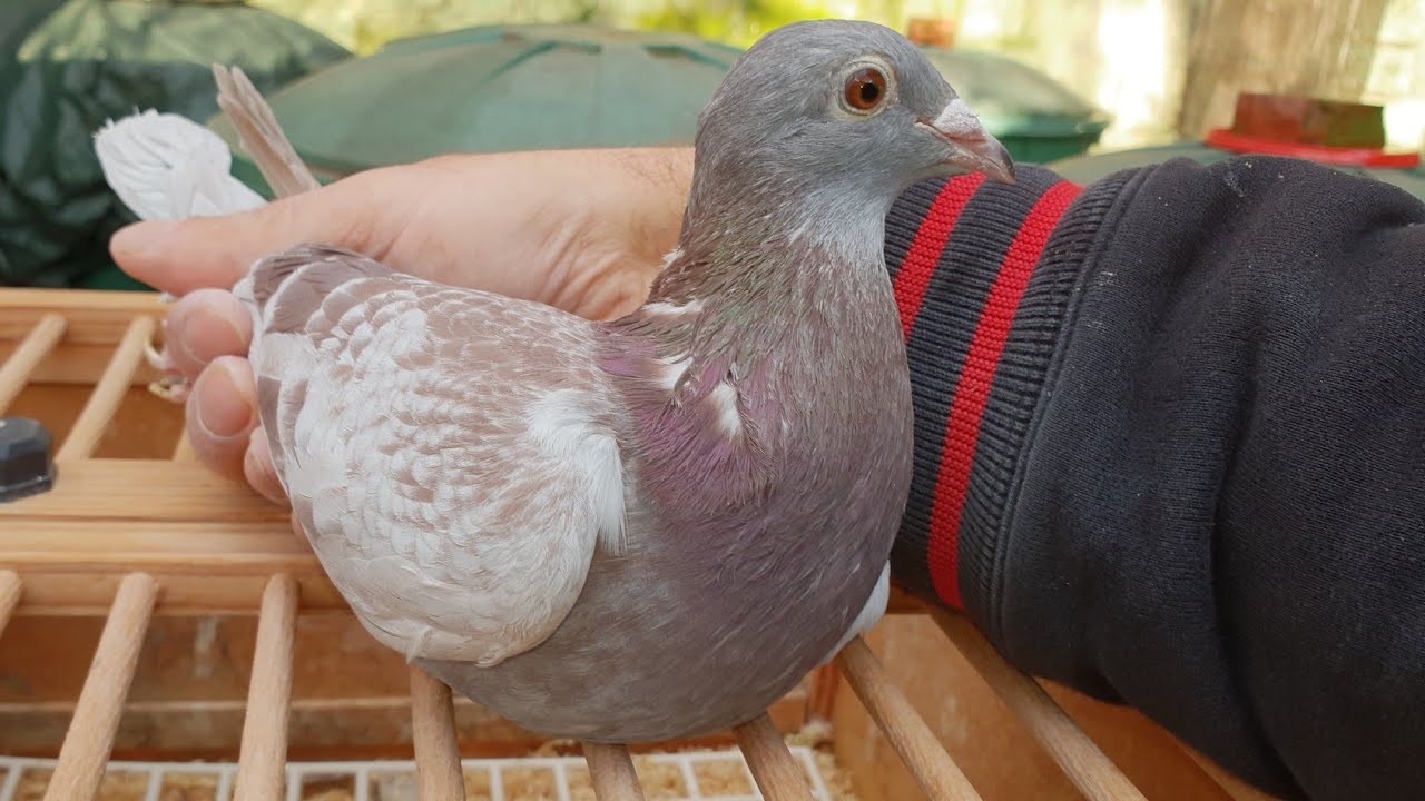starsze gołębie rasy Jansseny VOS czerwone + Szymle 30x1. + Ramsesy #PigeonSport #Taubensport #Zucht