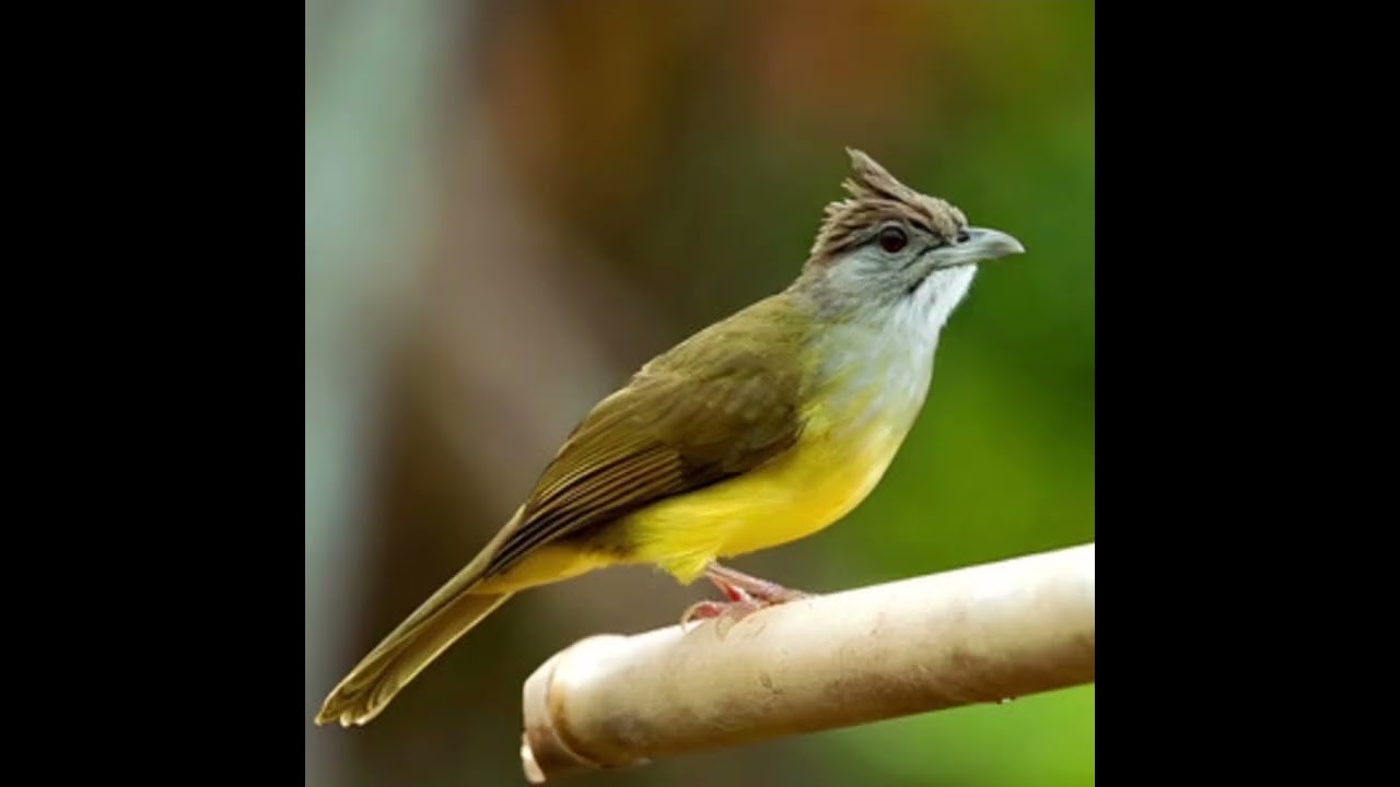 Burung kapas tembak gacor pajang joso top buat masteran murai batu kasar 