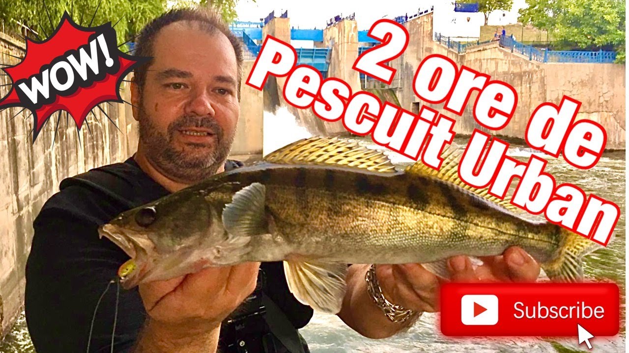 Salau si biban in 2 ore de pescuit urban