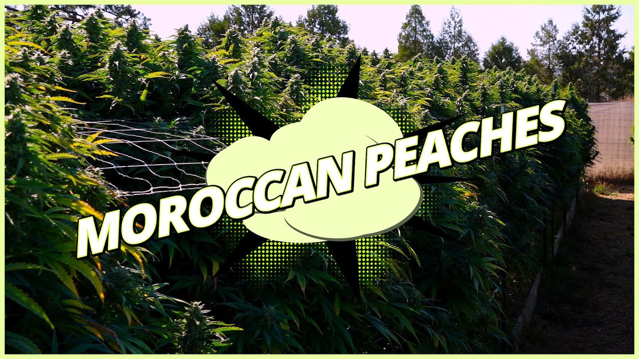Moroccan Peaches - LUMA California Farms