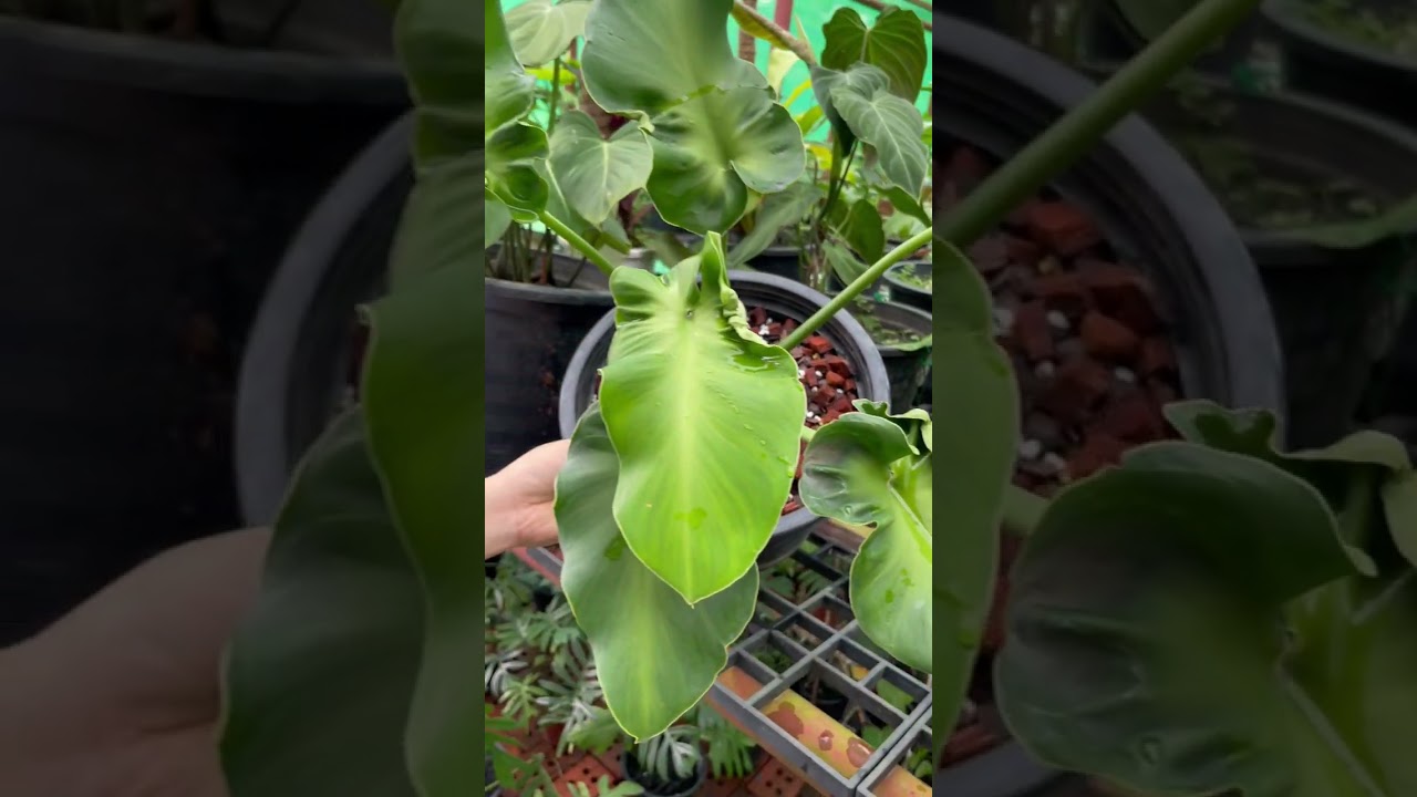 Philodendron Rugosum Mutation @ my favorite one rare philodendron  with thick rough leaves