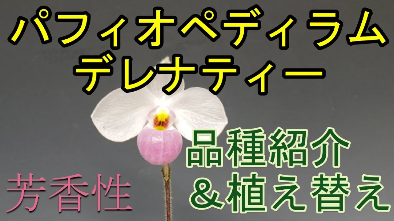 Paph.delenatii　パフィオペディラム　デレナティーの品種紹介と育て方