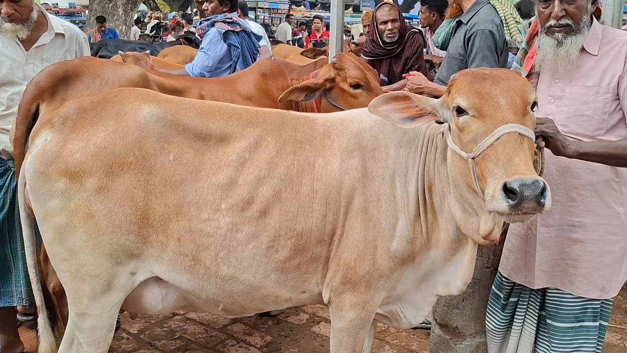 কম দামে দেশি গাভীন গরু কিনুন ঐতিহ্যবাহী ডাকুমারা গরুর হাট থেকে || ২২/৯/২০২৫ || gorur bazar cow milk 