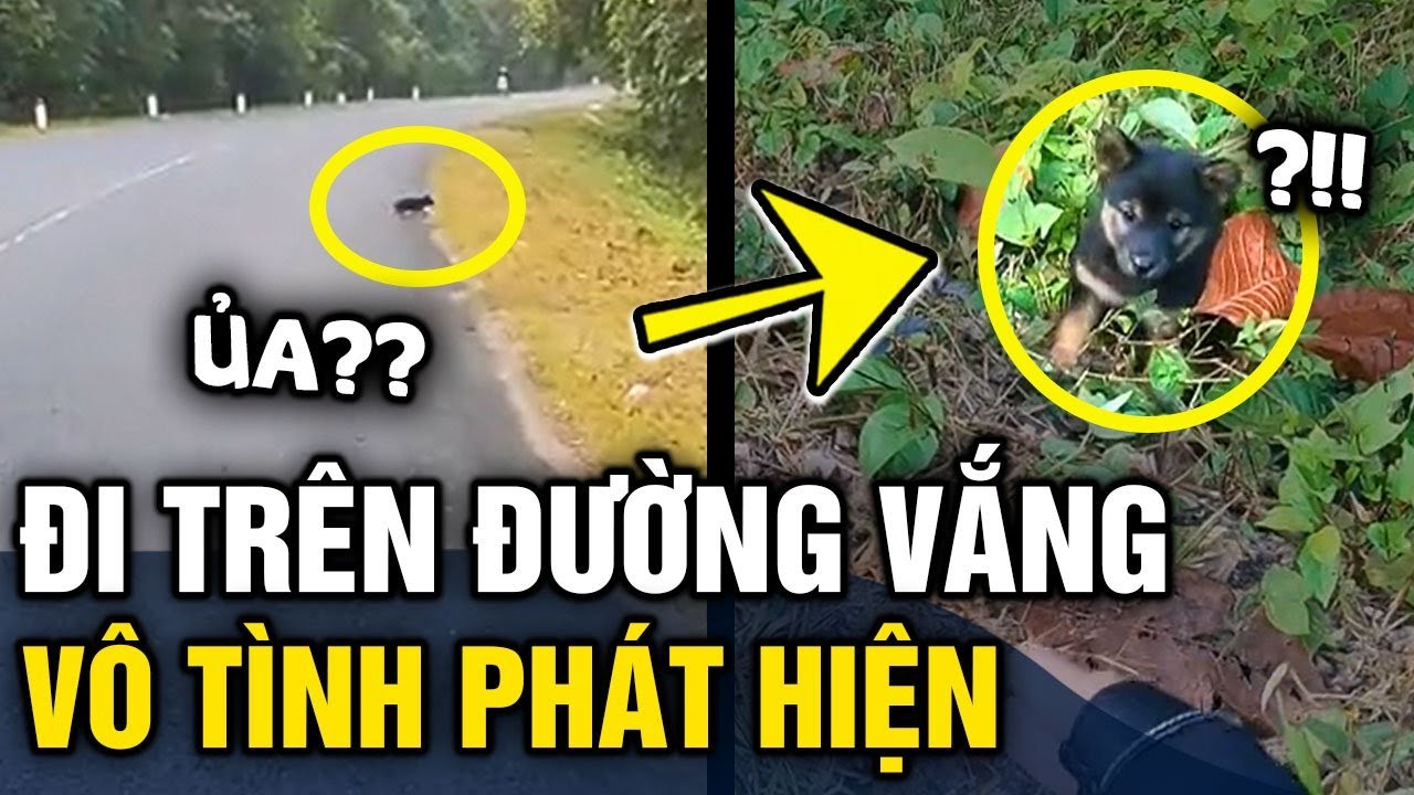 Chạy xe qua 'ĐƯỜNG VẮNG' chàng trai phát hiện 'CHÓ CON ĐI LẠC' và cái kết ấm lòng | Tin 3 Phút