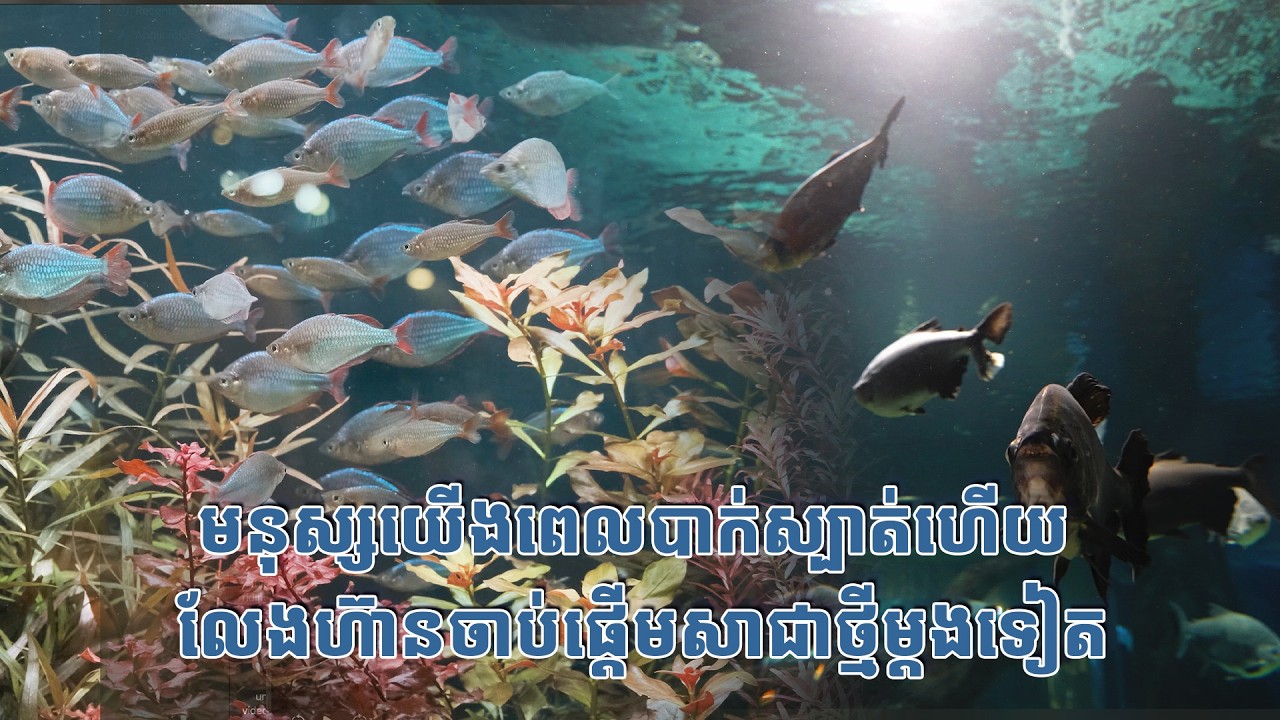 មនុស្សយើងពេលបាក់ស្បាត់ហើយ លែងហ៊ានចាប់ផ្តើមសាជាថ្មីម្តងទៀត