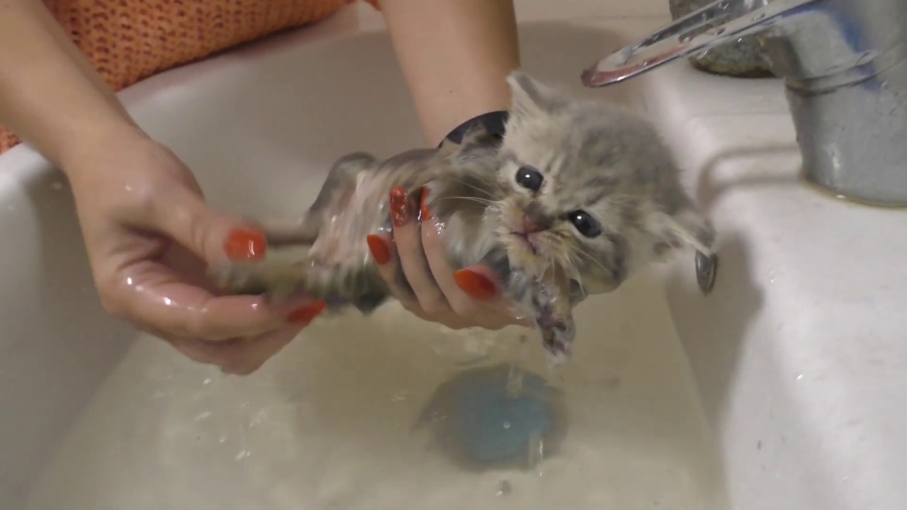 Первая ванна для уличного котенка