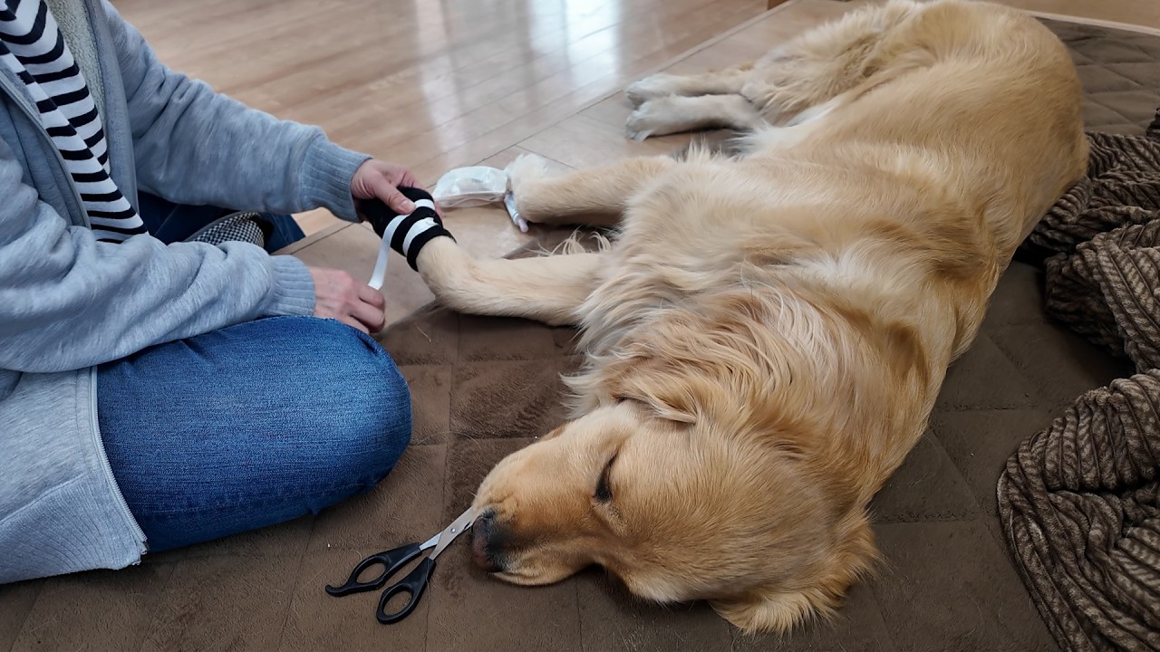 ママから薬を塗ってもらい初めて靴下を履いて治療する。【Golden Retriever japan】