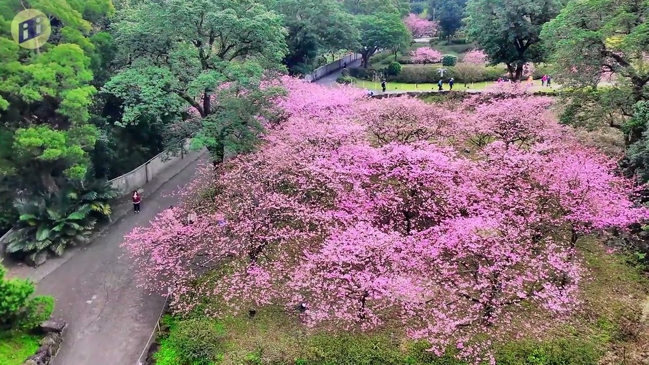 淡水無極天元宮Dji Neo空拍